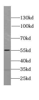 SPAG4 Antibody - BSA Free