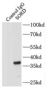 Solo Antibody - BSA Free