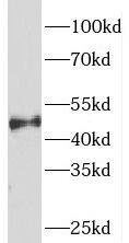 Snx6 Antibody - BSA Free