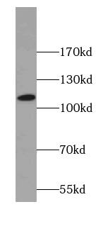 SNX19 Antibody - BSA Free