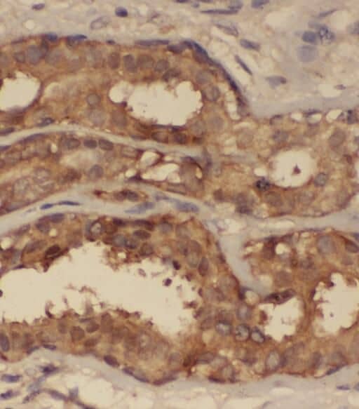 SNRPG Antibody - BSA Free