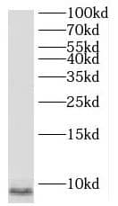 SNRPG Antibody - BSA Free