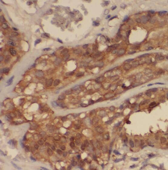 SNRPF Antibody - BSA Free