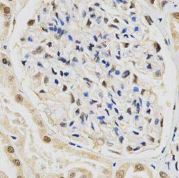 SNRPE Antibody - BSA Free