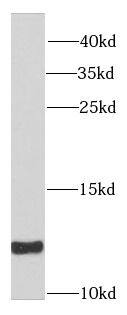 SNRPE Antibody - BSA Free