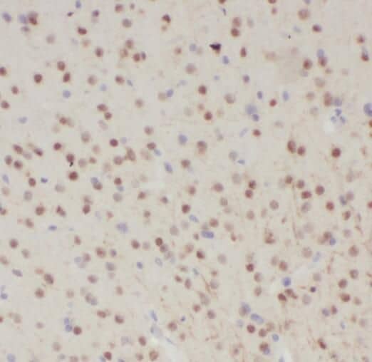 SNRNP48 Antibody - BSA Free