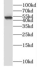 SNRNP48 Antibody - BSA Free