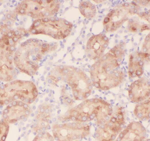 Synphilin-1 Antibody - BSA Free