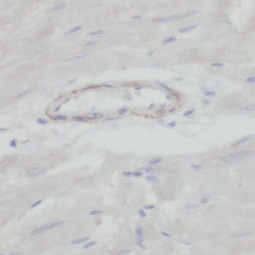 SMOX Antibody - BSA Free