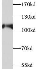 SMG5 Antibody - BSA Free