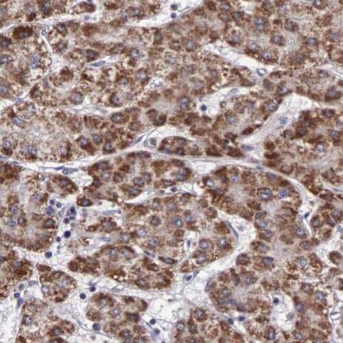 SMCR7 Antibody - BSA Free