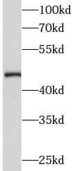 SMCR7 Antibody - BSA Free