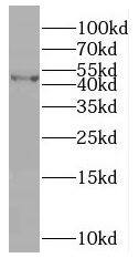 SLFNL1 Antibody - BSA Free