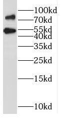 SLCO6A1 Antibody - BSA Free