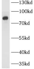 SLCO4C1 Antibody - BSA Free