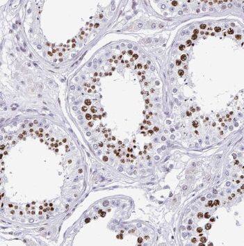 SLC52A3 Antibody - BSA Free