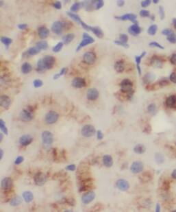 Meckelin Antibody - BSA Free