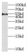 MIPOL1 Antibody - BSA Free