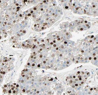 MIER1 Antibody - BSA Free