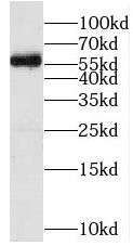 MFSD8 Antibody - BSA Free