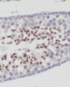 MFSD2 Antibody - BSA Free