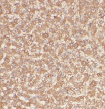 METTL7B Antibody - BSA Free
