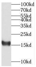 MED31 Antibody - BSA Free