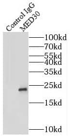MED30 Antibody - BSA Free