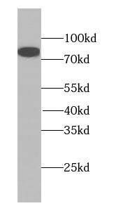 MDM1 Antibody - BSA Free