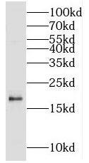 MCEE Antibody - BSA Free
