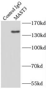 MAST3 Antibody - BSA Free