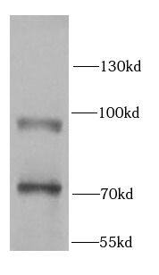 MARK1 Antibody - BSA Free