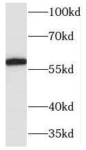 MARCKS like protein Antibody - BSA Free
