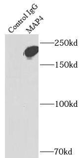 MAP4 Antibody - BSA Free