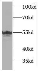 MANEA Antibody - BSA Free