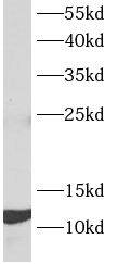 MANBAL Antibody - BSA Free