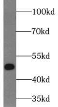 MAK16 Antibody - BSA Free