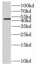 MAGT1 Antibody - BSA Free