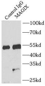 MAGIX Antibody - BSA Free