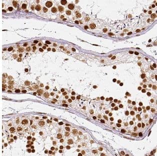 MAGEF1 Antibody - BSA Free