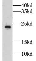 LZIC Antibody - BSA Free
