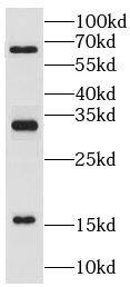 Ly-6G5C Antibody - BSA Free
