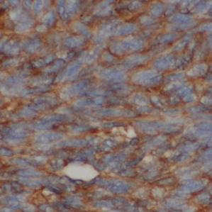 Ly-6E Antibody - BSA Free