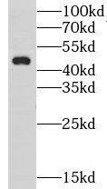 LUC7L2 Antibody - BSA Free