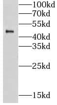 LUC7L Antibody - BSA Free