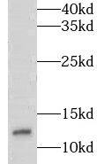 LSM7 Antibody - BSA Free