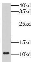 LSM5 Antibody - BSA Free