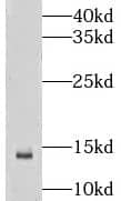 LSM10 Antibody - BSA Free