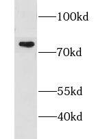 LSG1 Antibody - BSA Free