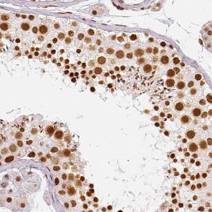 LSG1 Antibody - BSA Free